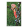 Hochet coloquinte