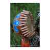 Hochet coloquinte
