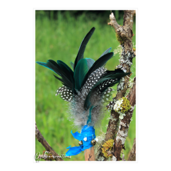 Plumes de fumigation