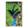 Plumes de fumigation